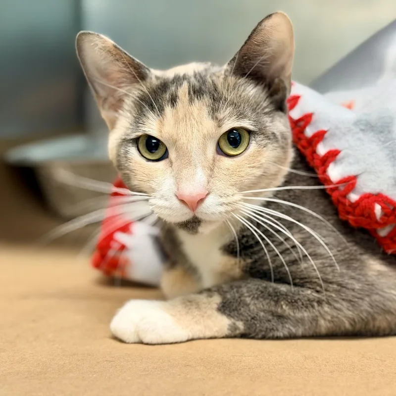 An adult medium-sized female Dilute Tortoiseshell Domestic Short Hair cat named Fate for adoption in Jackson, NJ