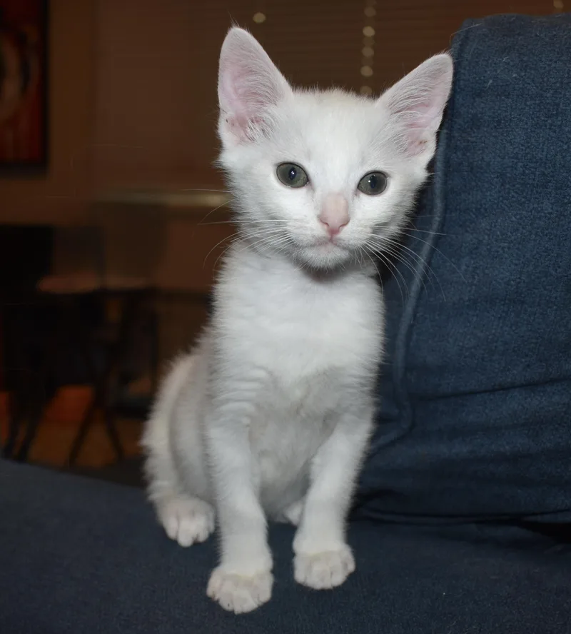 A young medium-sized male Turkish Angora cat named Zed for adoption in Davis, CA