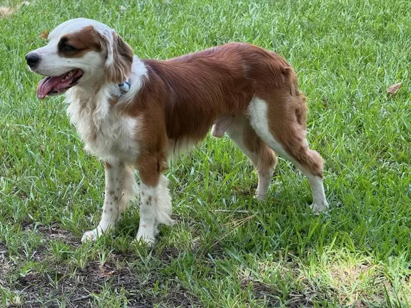 An adult medium-sized male Cocker Spaniel dog named Franco for adoption in Franklin, TN