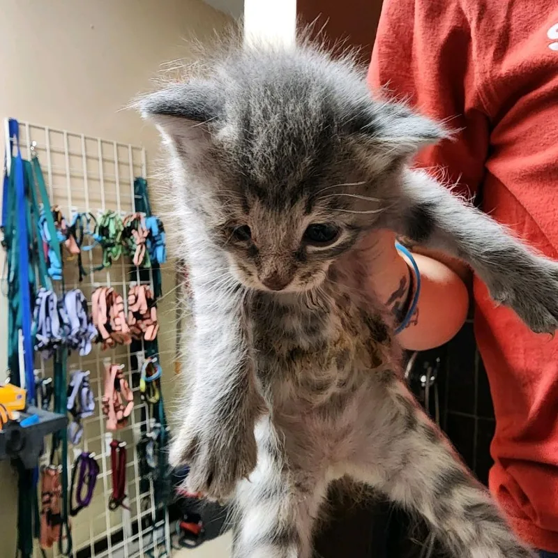 A baby small-sized male Gray / Blue / Silver Domestic Short Hair cat named Piglet for adoption in Columbus, NC