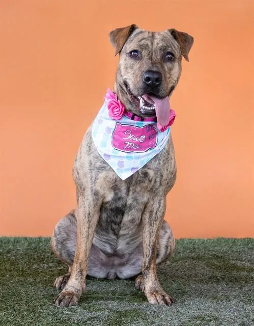 An adult large-sized female Shar-Pei dog named Nina for adoption in Miami, FL