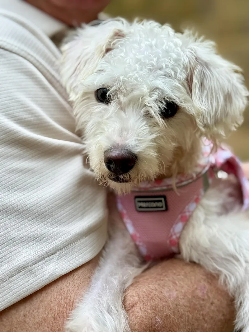 An adult small-sized female Poodle dog named Dara for adoption in Cumming, GA