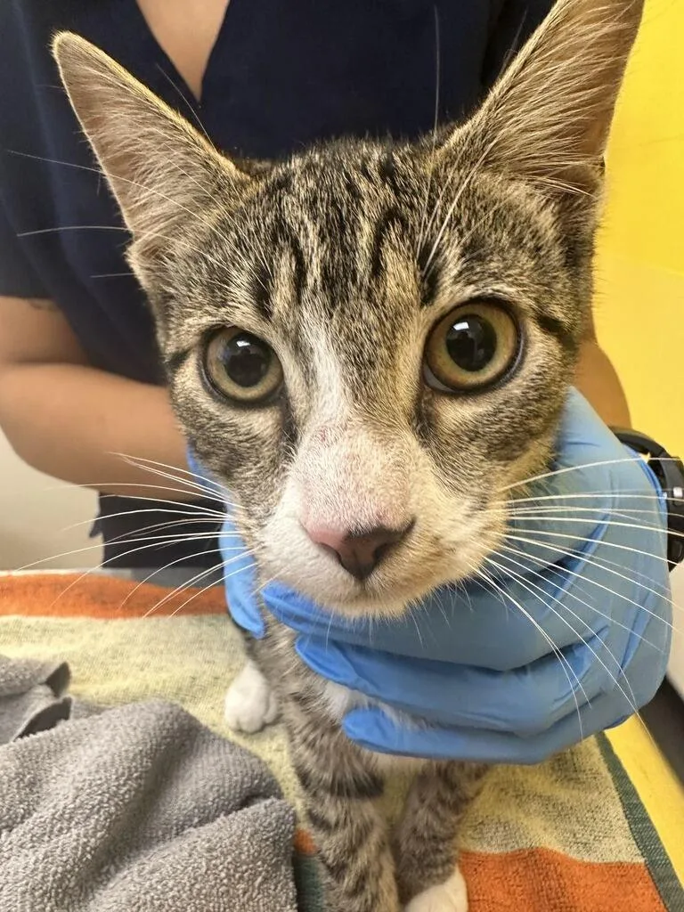 A baby small-sized female Tabby (Brown / Chocolate) Domestic Short Hair cat named Sabrina for adoption in Raleigh, NC