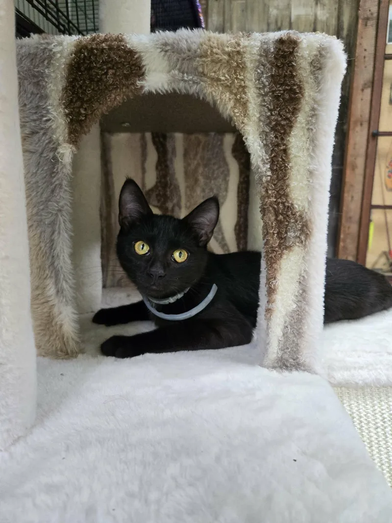A baby small-sized male Domestic Short Hair cat named Coven for adoption in Rochester, NY