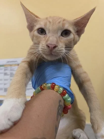 A baby small-sized male Domestic Short Hair cat named Haku for adoption in Honolulu, HI