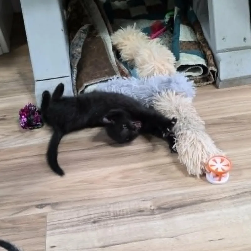 A baby small-sized female Black Domestic Short Hair cat named Screamer for adoption in Maple Falls, WA