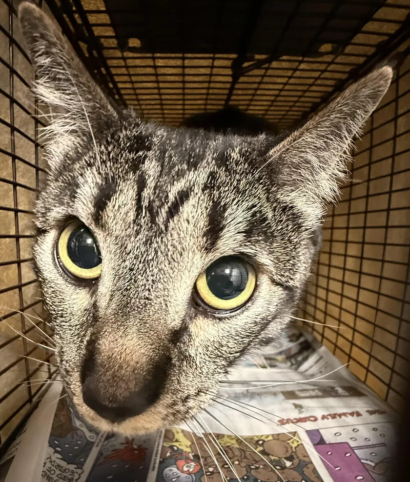 A young medium-sized female Domestic Short Hair cat named Yung for adoption in Chatsworth, CA