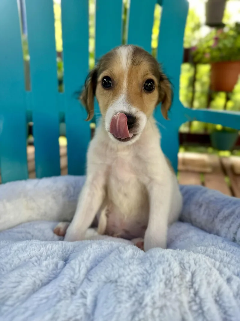 A baby small-sized male Terrier dog named Bowie Jul for adoption in Pacolet, SC