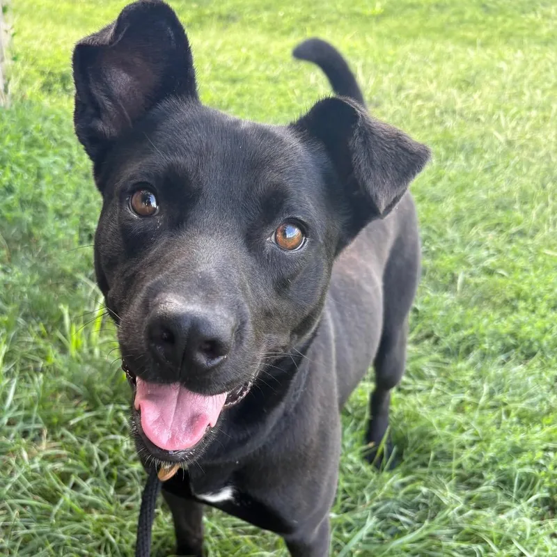 An adult medium-sized male Black Pit Bull Terrier dog named Macho Nacho PP for adoption in St Joseph, MO