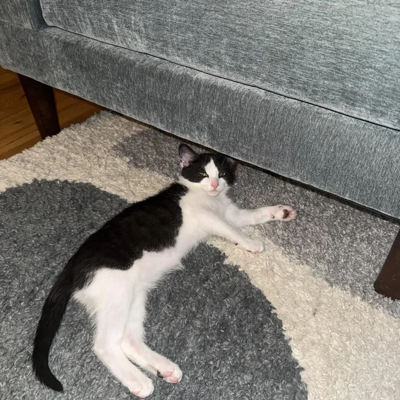 A baby small-sized male White Domestic Short Hair cat named Clover for adoption in Middle Village, NY