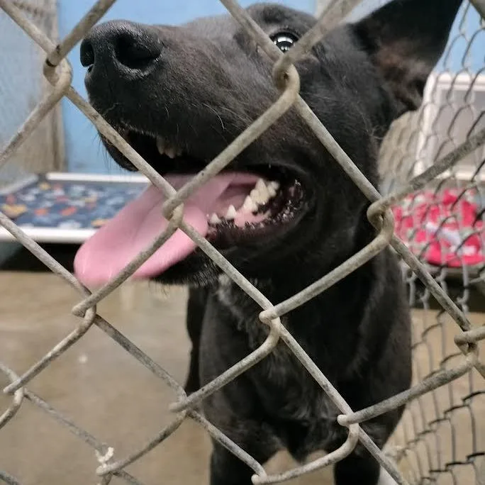 An adult medium-sized male Black Australian Cattle Dog / Blue Heeler dog named Prince for adoption in Brooksville, KY