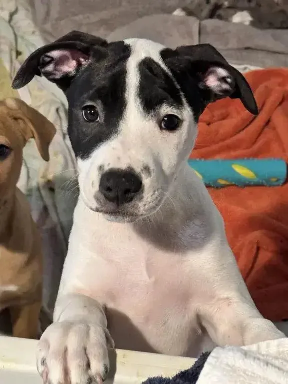 Campbell thumbnail 2