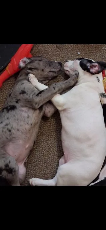 Campbell thumbnail 3