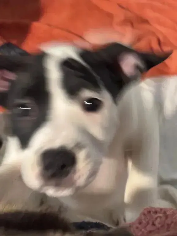 Campbell thumbnail 4