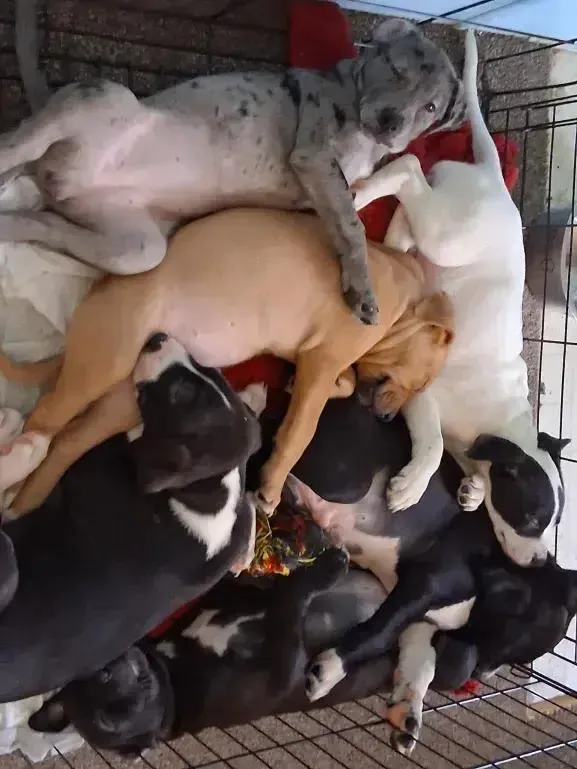 Campbell thumbnail 5