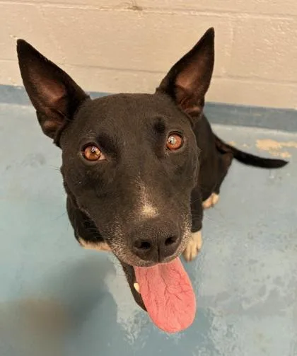 An adult medium-sized female Labrador Retriever dog named Happy for adoption in Gainesville, FL