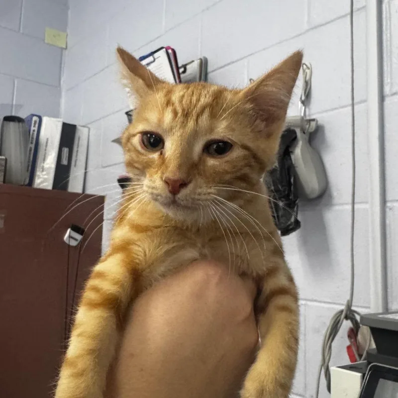 A baby small-sized male Orange / Red Domestic Short Hair cat named Light for adoption in Middleburg, FL