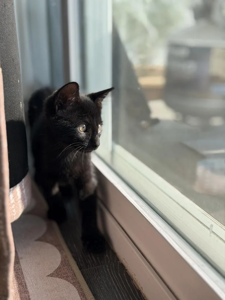 A baby small-sized male Domestic Medium Hair cat named Flapjack for adoption in Thornton, CO