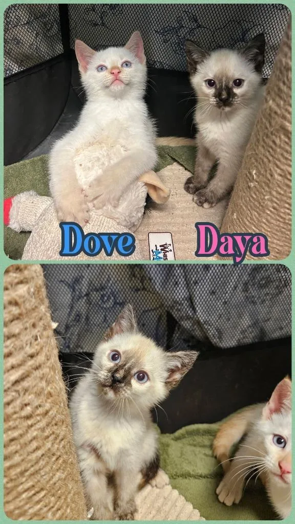 Daya