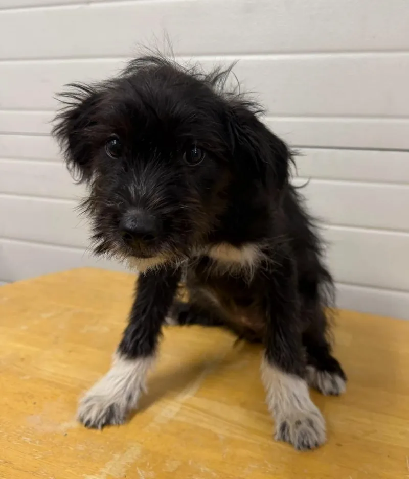 A baby medium-sized female Poodle dog named Gracie for adoption in Lagrange, IN