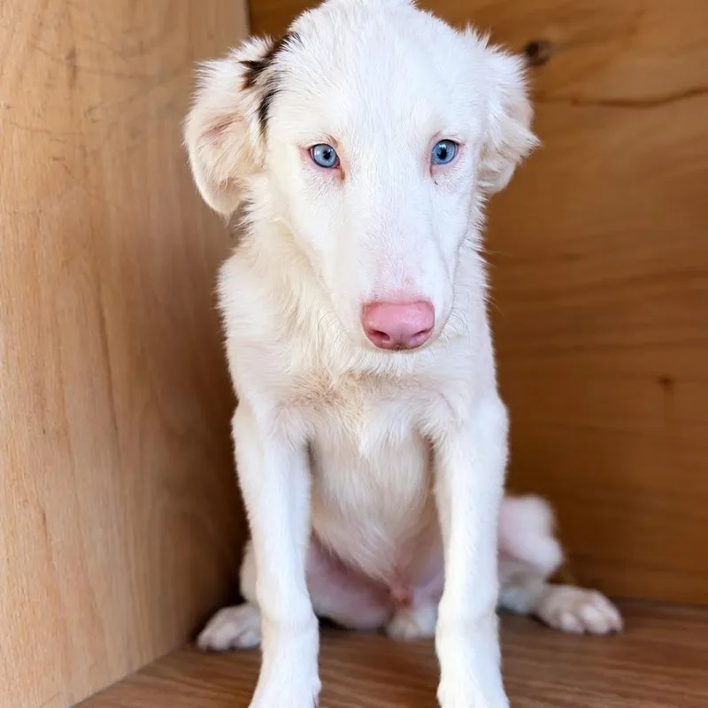 A baby medium-sized male Australian Shepherd dog named Coffee for adoption in Fredericksburg, TX