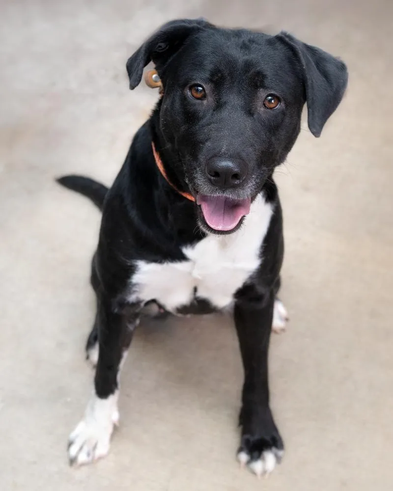 A young medium-sized female Staffordshire Bull Terrier dog named Daphne for adoption in Boone, IA