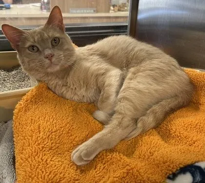 An adult small-sized male Domestic Short Hair cat named Oliver for adoption in Phoenix, AZ