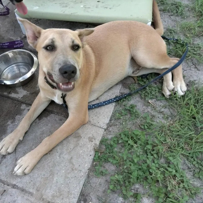 Cutie Pie thumbnail 2