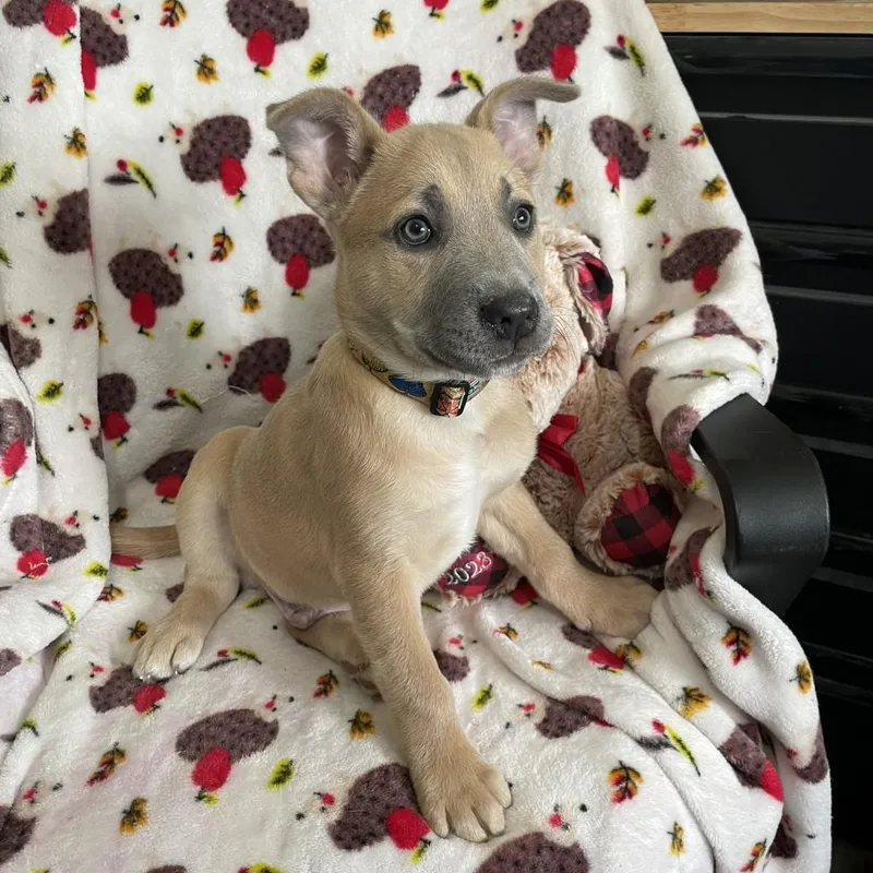 Cutie Pie thumbnail 3