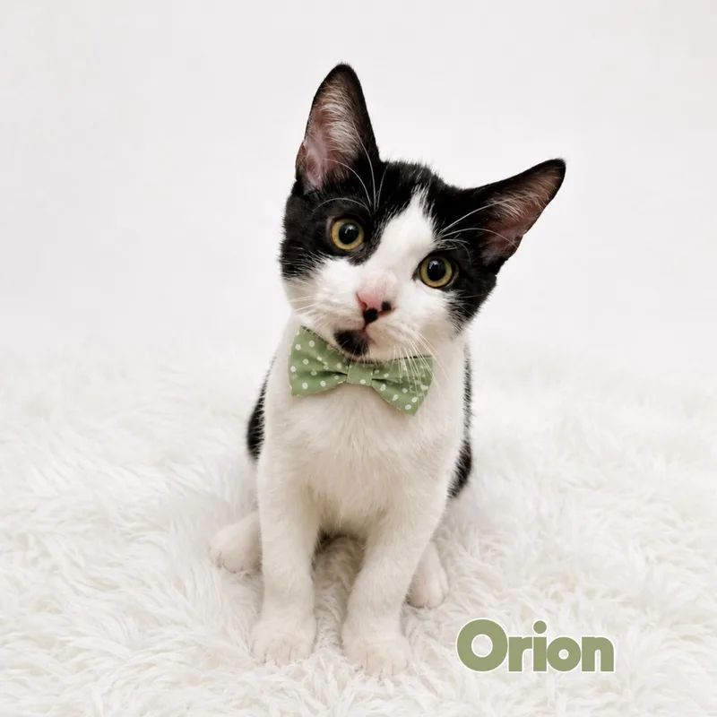 A young medium-sized male Black & White / Tuxedo Domestic Short Hair cat named Orion for adoption in Fort Lauderdale, FL