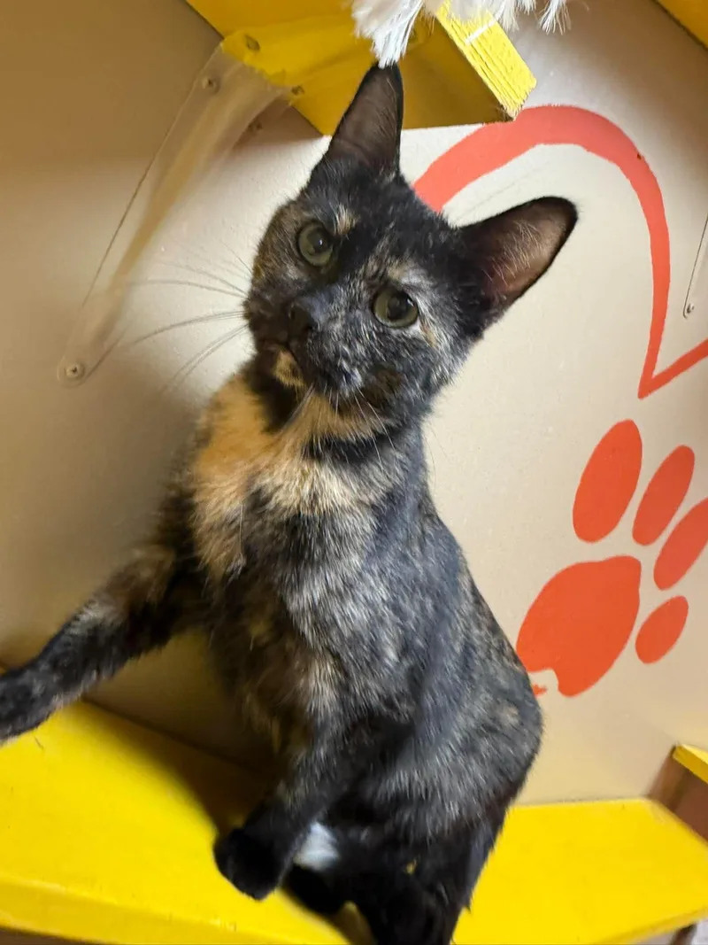 A young medium-sized female Tortoiseshell Domestic Short Hair cat named Kit Kat for adoption in Maryville, MO