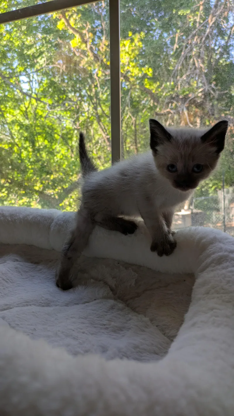 A baby medium-sized male Black Domestic Short Hair cat named Butterknife for adoption in Fruit Heights, UT