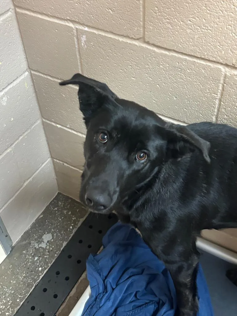 A young medium-sized female Dutch Shepherd dog named Queenie for adoption in Burnsville, NC