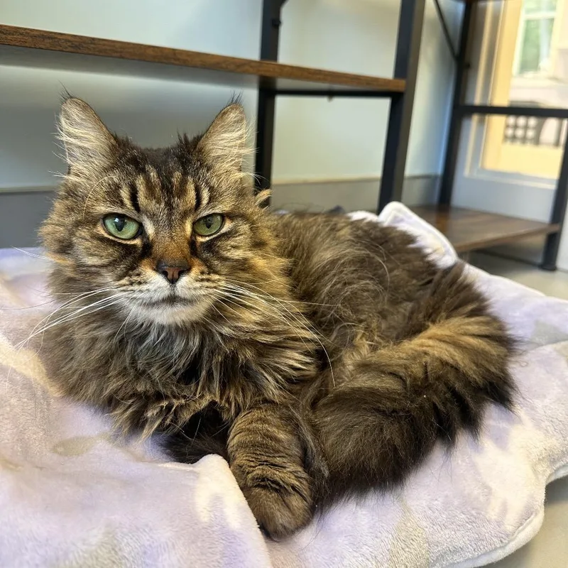 A senior medium-sized male Brown / Chocolate Maine Coon cat named Gizmo for adoption in Boston, MA