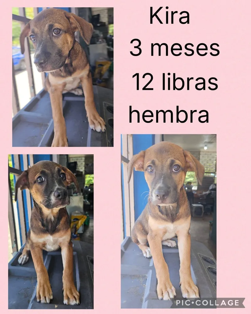 A young small-sized female Mixed Breed dog named Kira for adoption in San Juan, PR