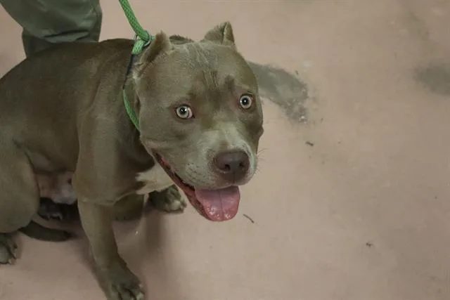 An adult large-sized male Mixed Breed dog named Puff for adoption in Columbia, SC