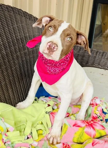 A baby small-sized female Mixed Breed dog named Edna $ for adoption in Seneca, SC