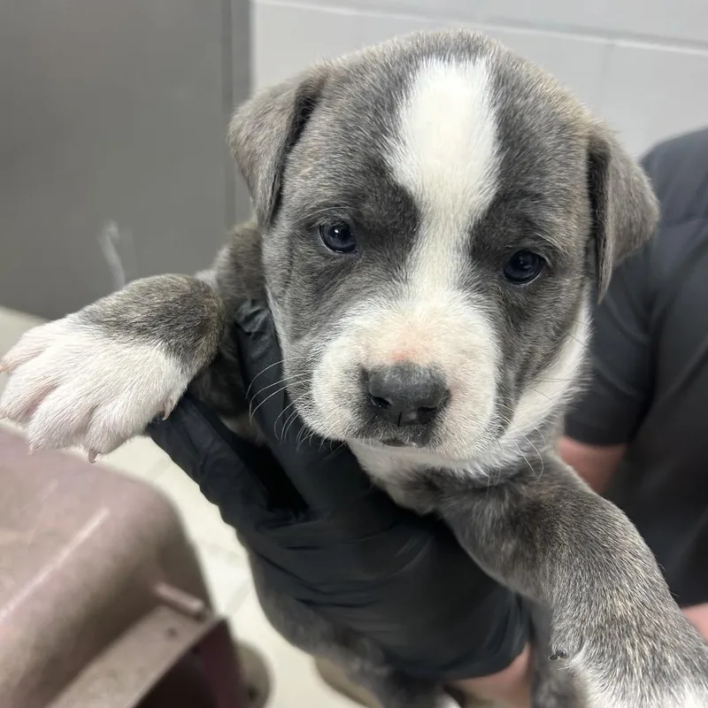 Gisela The Bully Mix thumbnail 3