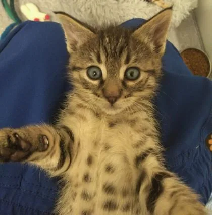 A baby small-sized male Domestic Short Hair cat named Browser for adoption in Palm Coast, FL