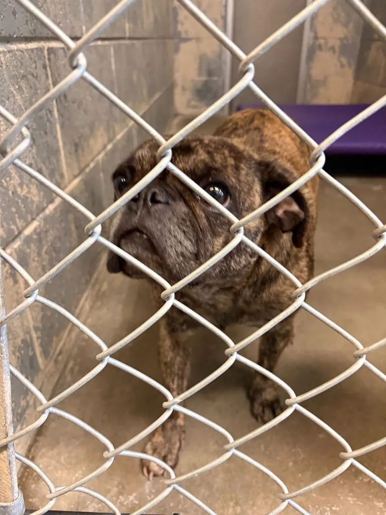 An adult small-sized female Pug dog named Betty for adoption in Rensselaer, IN