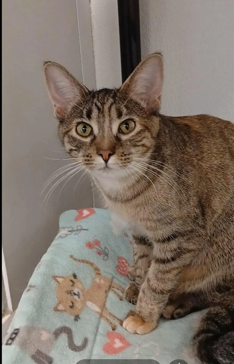 A young medium-sized female Tabby cat named Moonshot for adoption in Bay City, MI