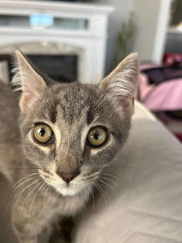 A young medium-sized male Domestic Short Hair cat named Gorgeous Jorgeous for adoption in Bonsall, CA