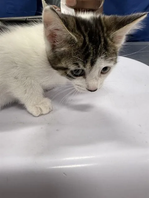 A baby small-sized female Domestic Short Hair cat named Lucy for adoption in Upper Marlboro, MD