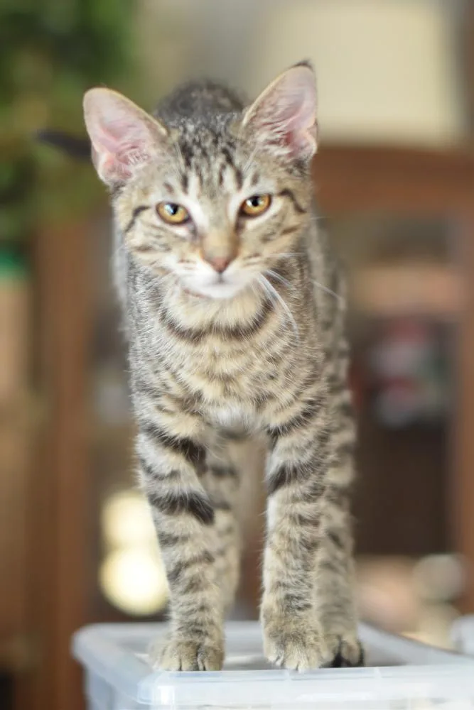 A baby medium-sized male Gray / Blue / Silver Domestic Short Hair cat named Flint for adoption in Chicago, IL