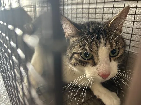 An adult large-sized male Domestic Short Hair cat named Rocky for adoption in Salt Lake City, UT