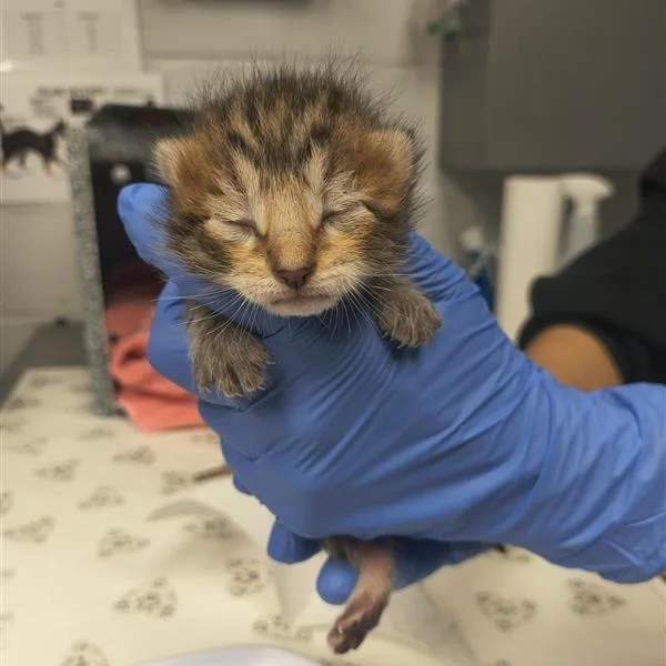 A baby small-sized male Brown / Chocolate Domestic Short Hair cat named Dan for adoption in Birdsboro, PA