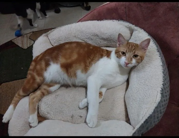 Buddy And Dodi thumbnail 3