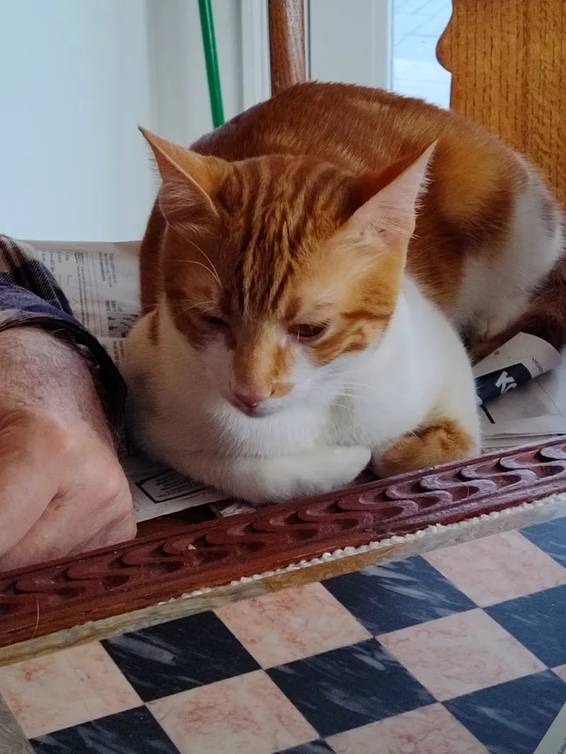 Buddy And Dodi thumbnail 4