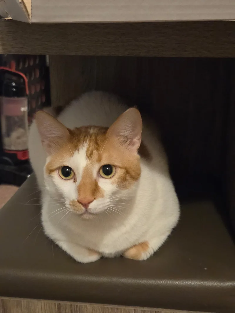 Buddy And Dodi thumbnail 5