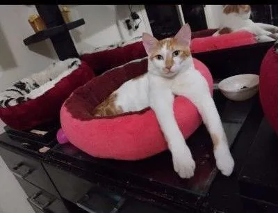 Buddy And Dodi thumbnail 6